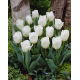 Tulipan niski biały - Greigii white - 5 szt.