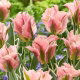 Tulipan China Town - opak. 5 szt.