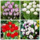 Primavera - zestaw tulipanów i krokusów - 60 szt.