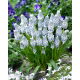 Szafirek Muscari Peppermint - op. 10 szt.
