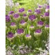 Tulipan Exquisit - lodowy - opak. 5 szt.