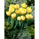 Tulipan Montreux - pełny - opak. 5 szt.