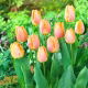 Tulipan Salmon Prince - opak. 5 szt.