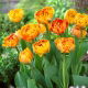 Tulipan Sunlover - opak. 5 szt.
