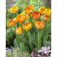 Tulipan Sunlover - opak. 5 szt.