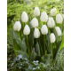 Tulipan White Prince - opak. 5 szt.