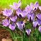 Krokus Spring Beauty - 10 szt.