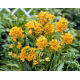 Śniedek wątpliwy - Ornithogalum Dubium - 5 szt.