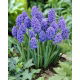Szafirek Muscari Blue Spike - duża paczka - 100 szt.