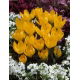 Krokus Golden Yellow - 10 szt.