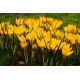 Krokus Golden Yellow - 10 szt.