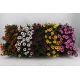 Osteospermum w doniczce - stokrotka afrykańska - sadzonka 22 cm
