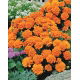 Aksamitka Petite Orange - rozpierzchła