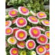 Aster - Hi-No-Maru