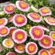 Aster - Hi-No-Maru