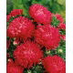 Aster peoniowy - czerwony