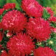 Aster peoniowy - czerwony
