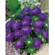 Aster - Milady Deep Blue