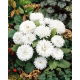 Aster - Milady White