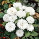 Aster - Milady White