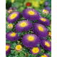 Aster pomponowy - ciemnoniebieski