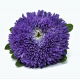 Aster pomponowy - ciemnoniebieski