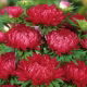 Aster - Duchesse - czerwony