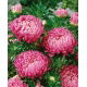 Aster - Duchesse - różowy