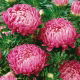 Aster - Duchesse - różowy