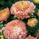 Aster - Duchesse - łososiowy