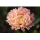 Aster - Duchesse - łososiowy