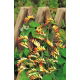 Mina - Mina lobata