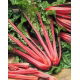 Burak liściowy Rhubarb Chard - czerwony