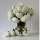 Aster - Milady White