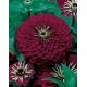 Cynia wytworna daliowa Violet Queen