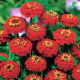 Cynia wytworna Liliput Scarlet Gem - szkarłatna