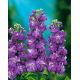 Lewkonia letnia Excelsior Miracle mid blue