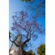 Paulownia omszona - sadzonka