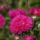 Aster karłowy Milady Rose