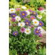Aster alpejski - mieszanka