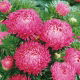Aster peoniowy - różowy