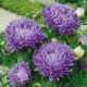 Aster peoniowy - niebieski