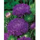 Aster peoniowy - fioletowy