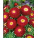 Aster pomponowy - czerwony