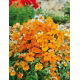 Nemezja powabna Orange Prince
