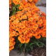 Nemezja powabna Orange Prince