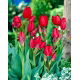 Tulipan Red Georgette - opak. 5 szt.