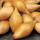 Cebula szalotka Zebrune