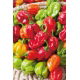 Papryka Habanero - piekielnie ostra