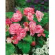 Begonia - Camellia - różowo-biała - 2 szt.